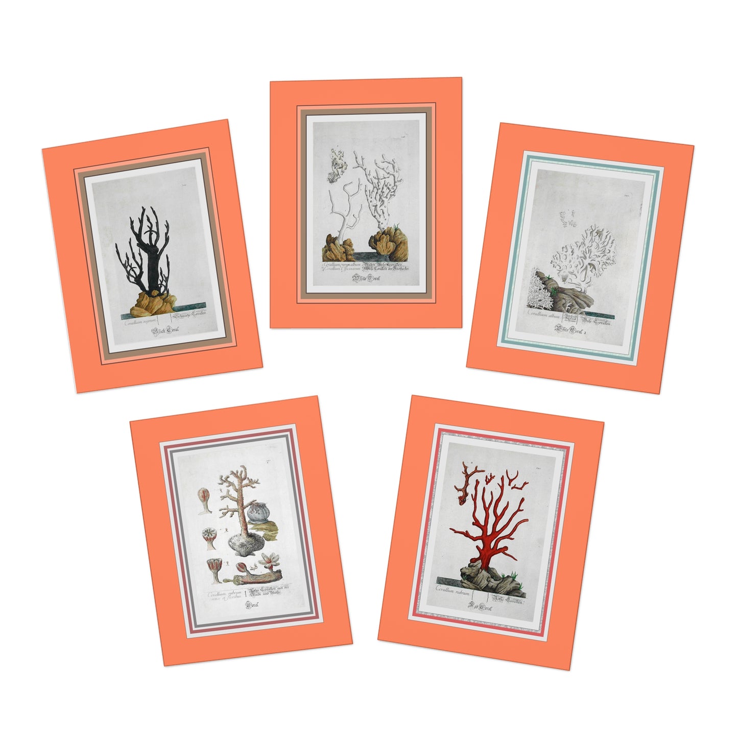 Ocean Coral Classic Etchings - Designer Greeting Cards (5-Pack) by Artist Marie Frederique