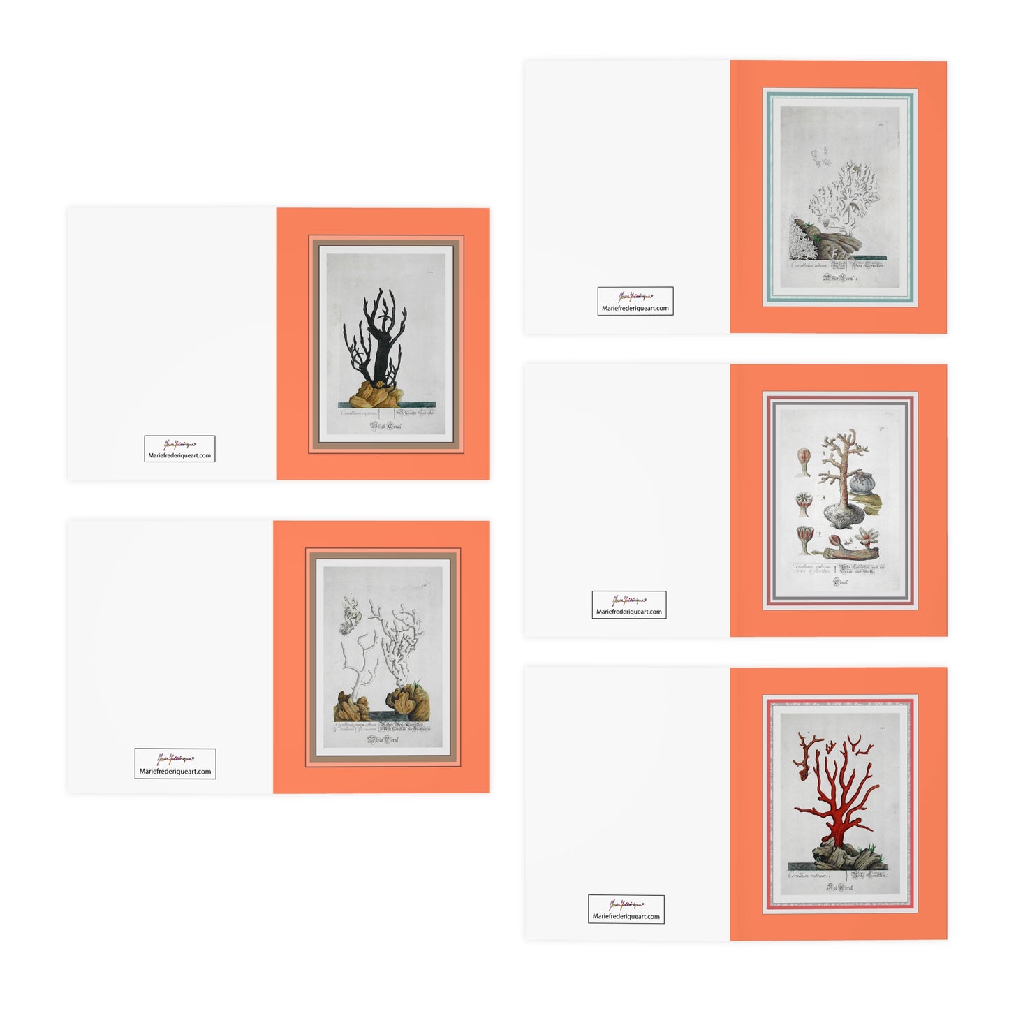 Ocean Coral Classic Etchings - Designer Greeting Cards (5-Pack) by Artist Marie Frederique
